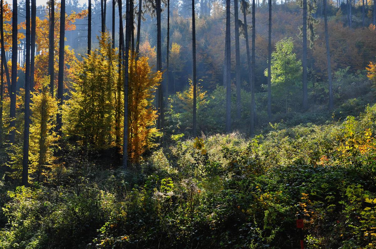 DSC_2882.jpg